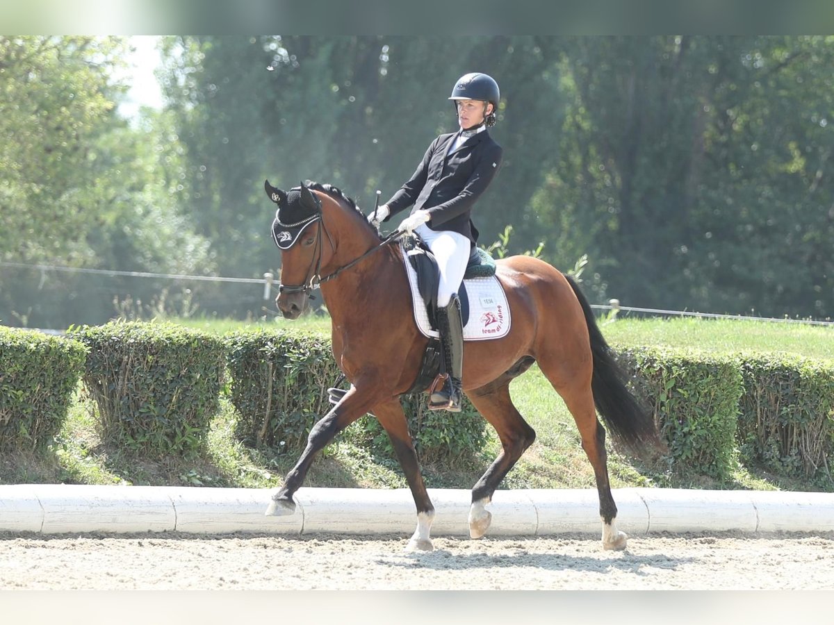 Oldenburg Castrone 7 Anni Baio in Ebreichsdorf