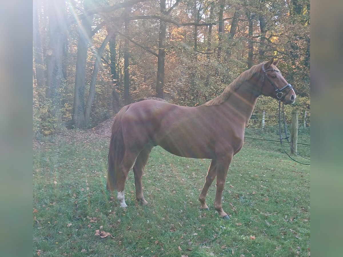 Oldenburg Castrone 8 Anni 168 cm Sauro in Kirchdorf