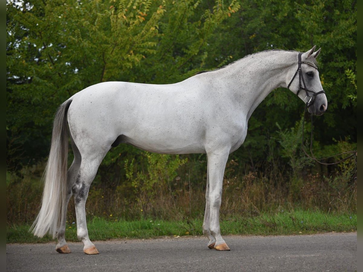 Oldenburg Castrone 9 Anni 172 cm Grigio in Bekesszentandras