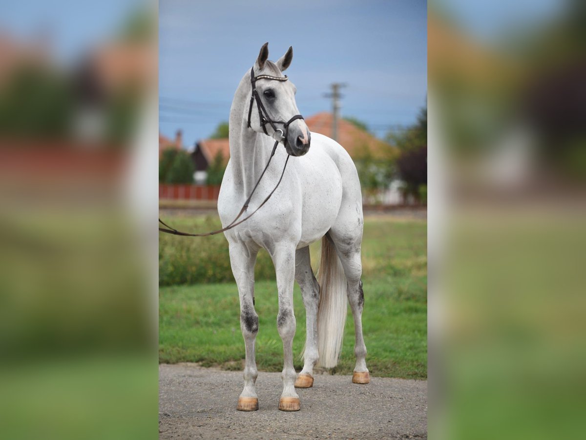 Oldenburg Castrone 9 Anni 174 cm Grigio in Bekesszentandras