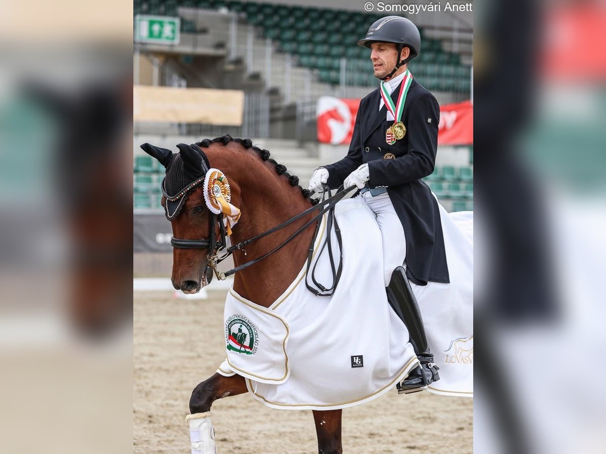 Oldenburg Gelding 10 years 15,3 hh Bay in Balatonfenyves