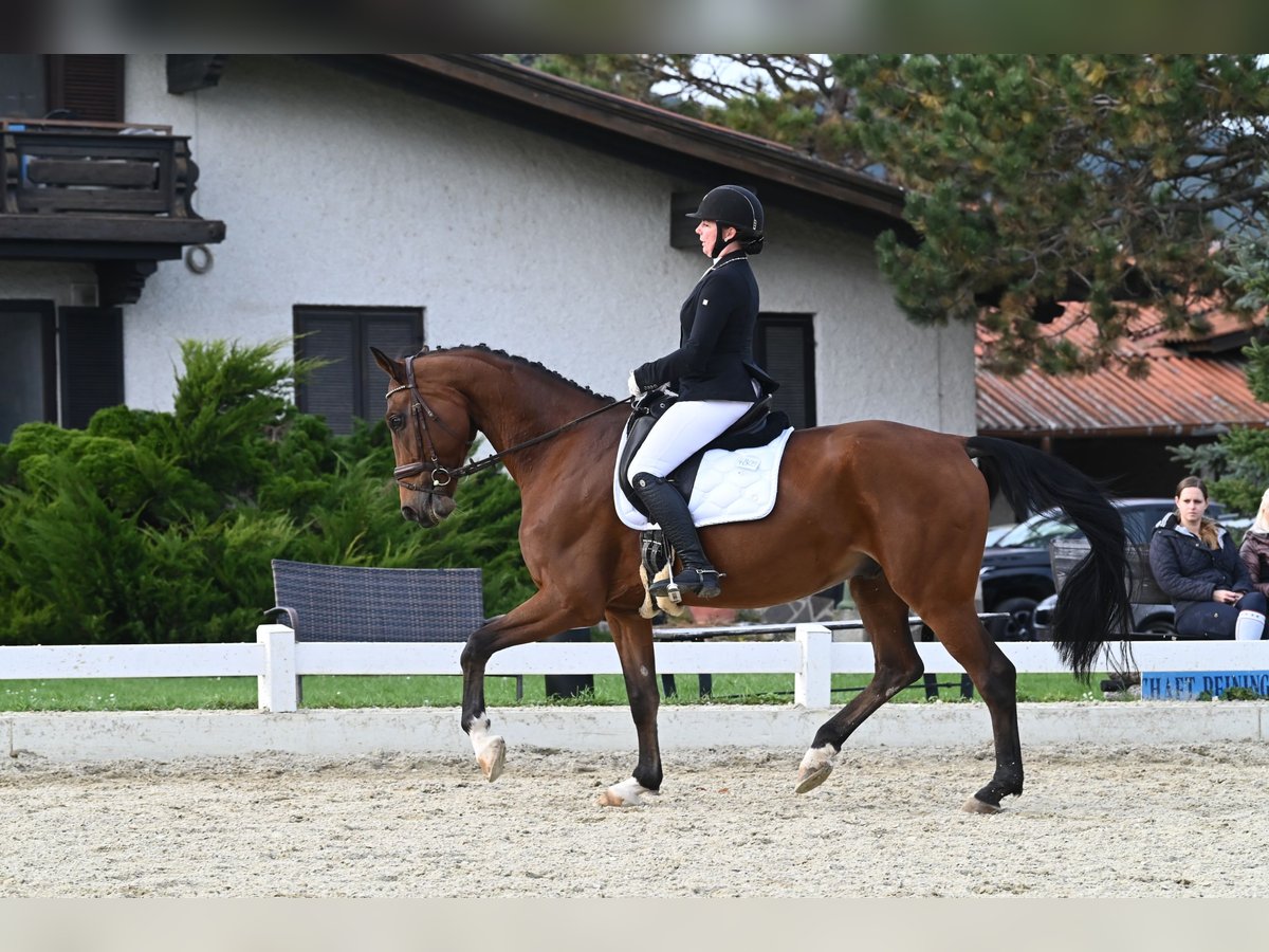 Oldenburg Gelding 10 years 16,2 hh Brown in Schwechatbach