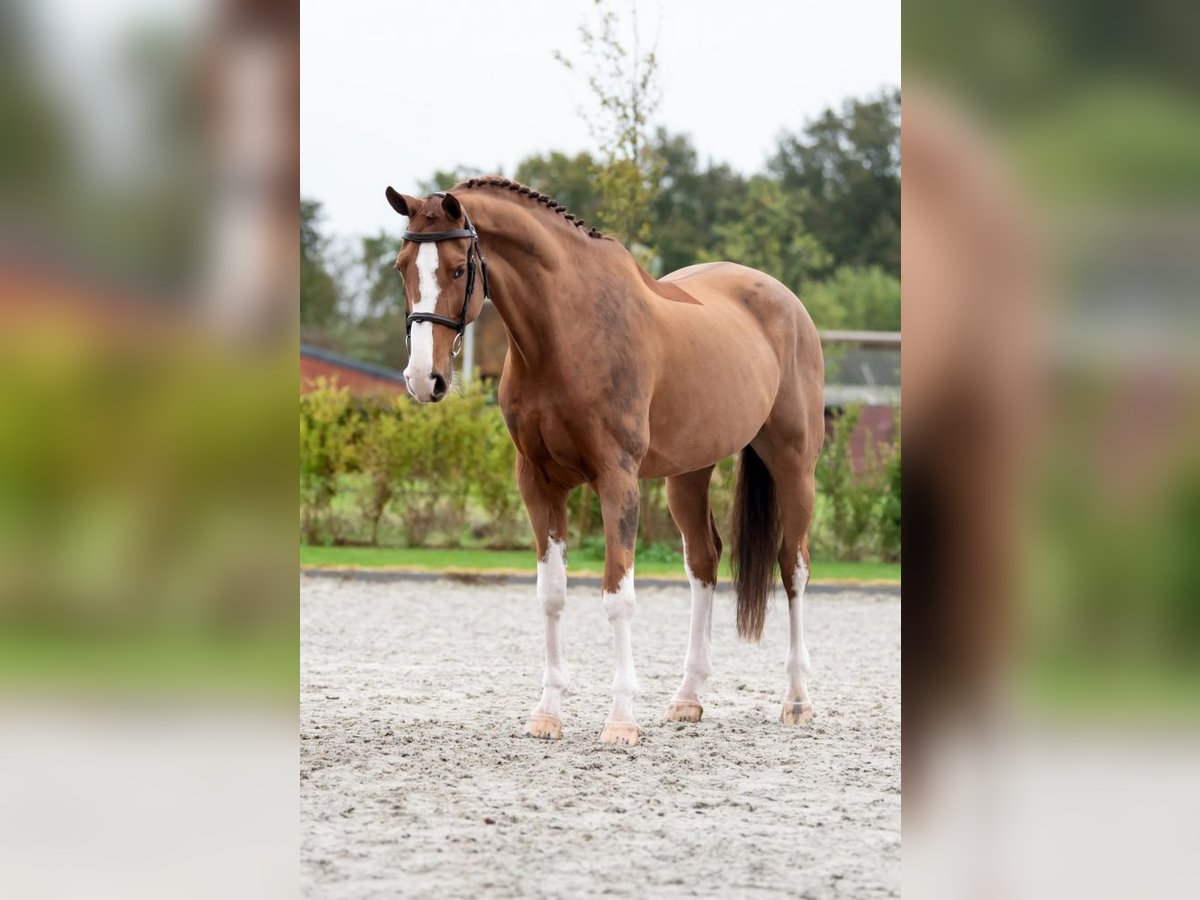 Oldenburg Gelding 10 years 16,2 hh Chestnut-Red in Bladel