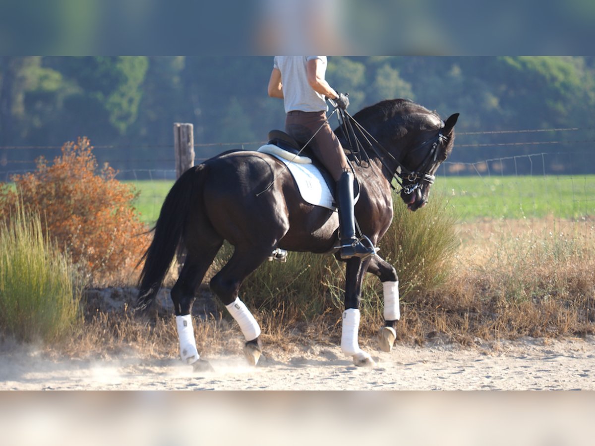 Oldenburg Gelding 10 years 16,3 hh Black in NAVAS DEL MADRONO