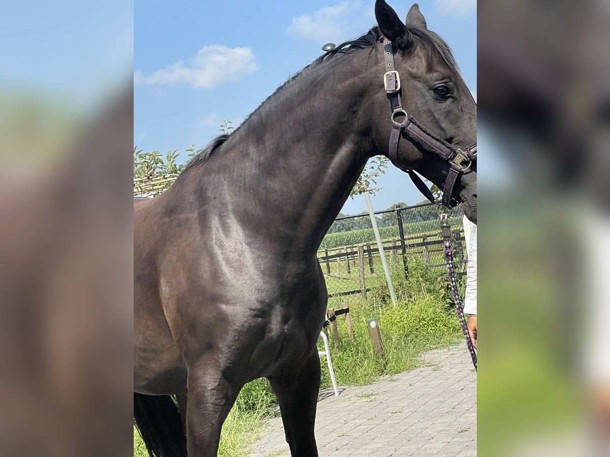 Oldenburg Gelding 10 years 16 hh Black in Nettetal