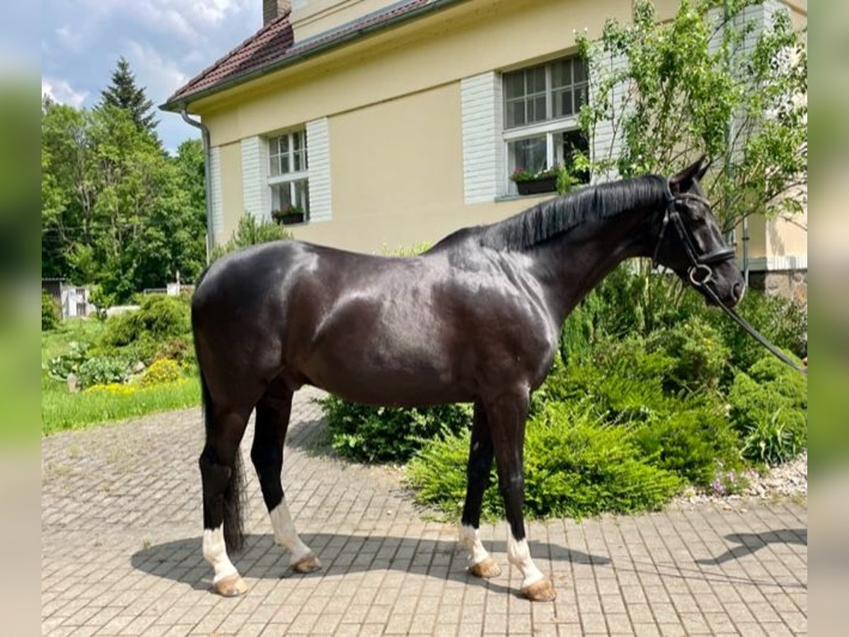 Oldenburg Gelding 10 years 16 hh Black in Czech