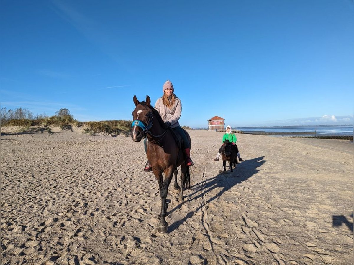 Oldenburg Gelding 10 years 16,1 hh Brown-Light in Wilhelmshaven