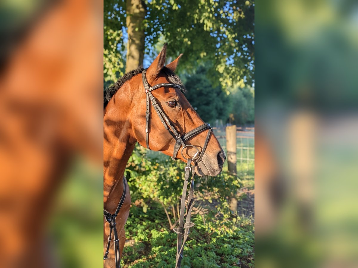 Oldenburg Gelding 10 years 16,1 hh Brown in M&#xFC;nster