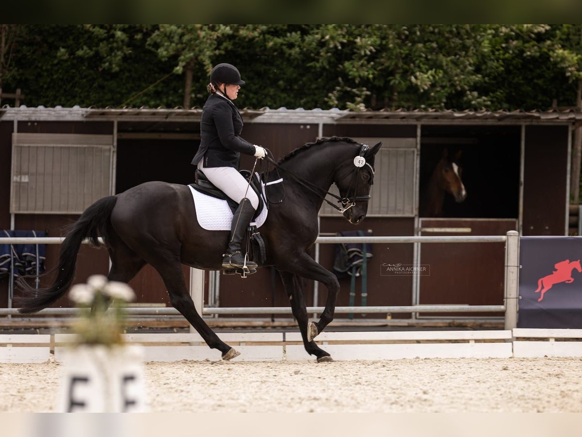 Oldenburg Gelding 10 years 16,2 hh Black in Mainburg