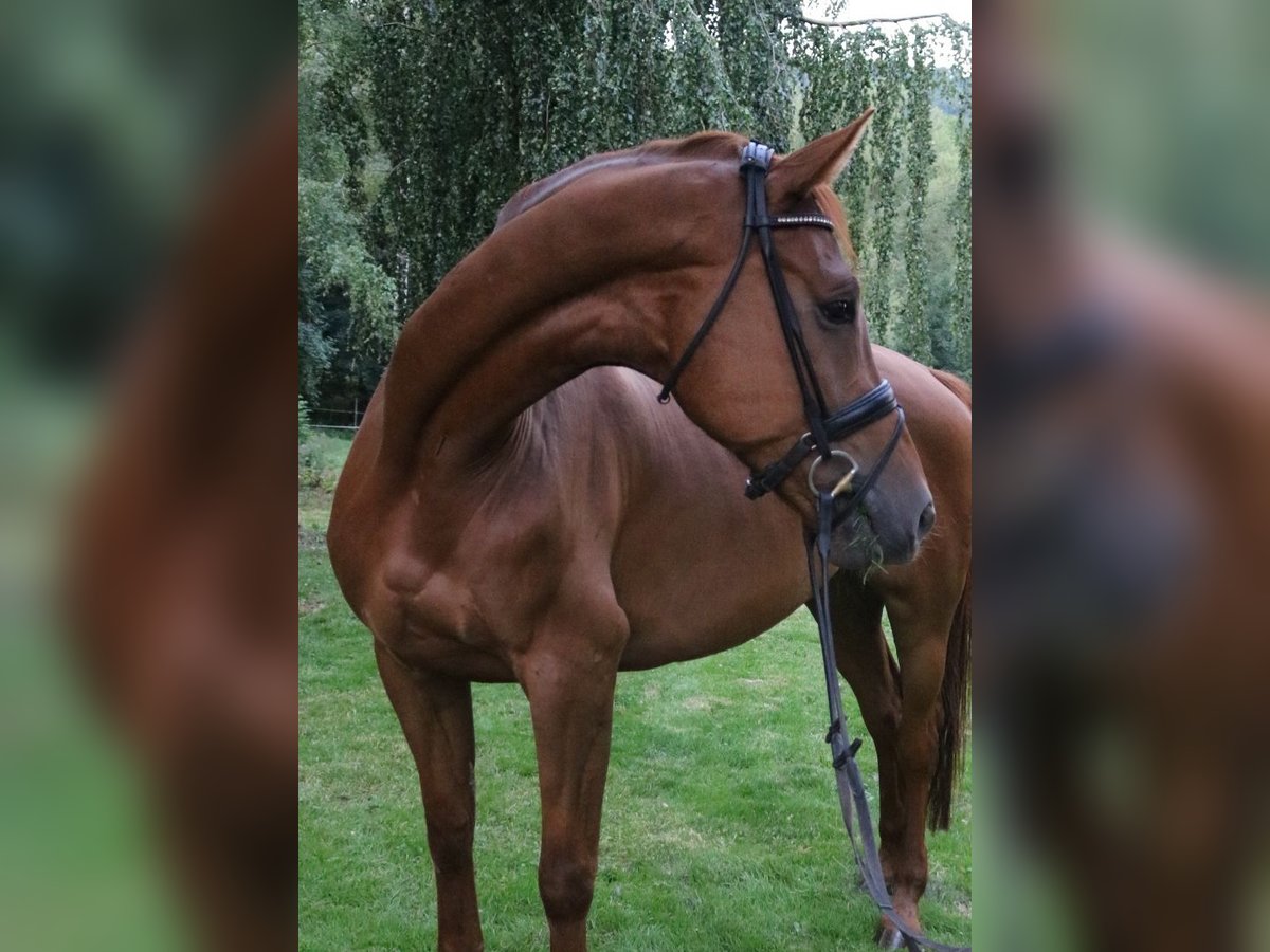 Oldenburg Gelding 10 years 17,1 hh Chestnut-Red in Ringgau