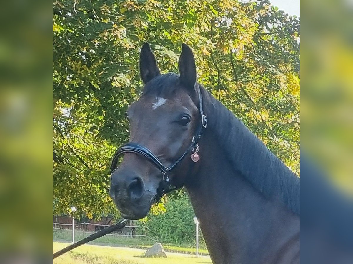 Oldenburg Gelding 10 years 17 hh Bay-Dark in Sommerstorf