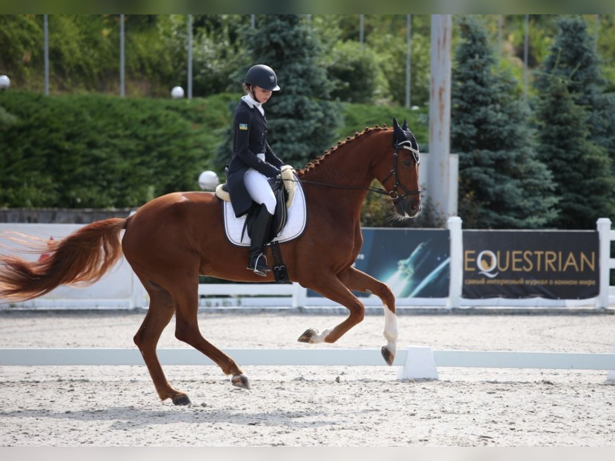 Oldenburg Mix Gelding 10 years 17 hh Chestnut-Red in Nice