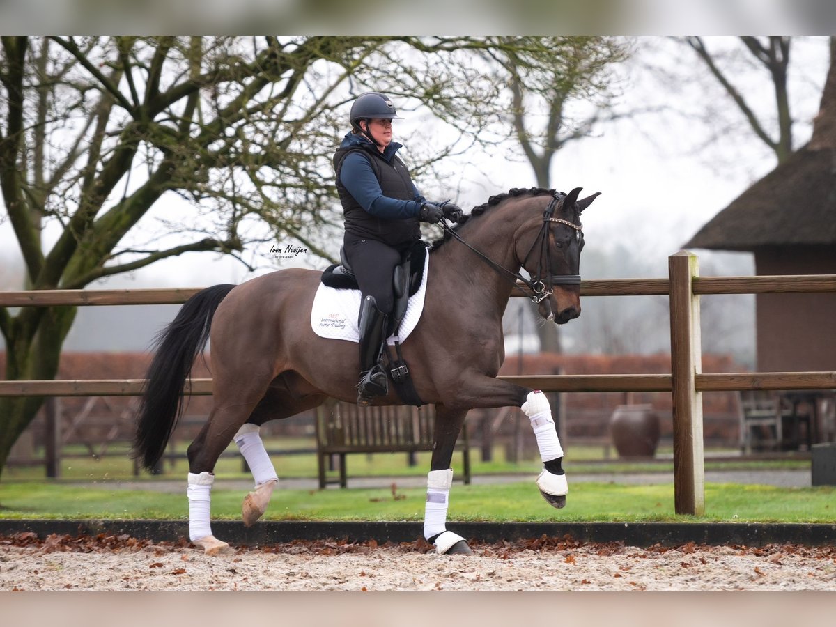 Oldenburg Gelding 10 years 17 hh Smoky-Black in Kessel