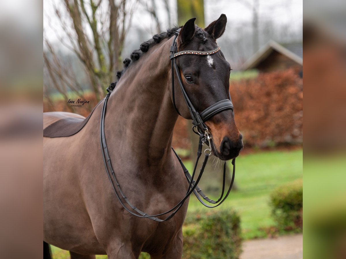 Oldenburg Gelding 10 years 17 hh Smoky-Black in Kessel