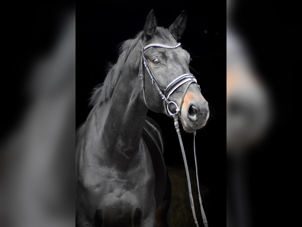 Oldenburg Gelding 10 years 17 hh Smoky-Black in Herbstein