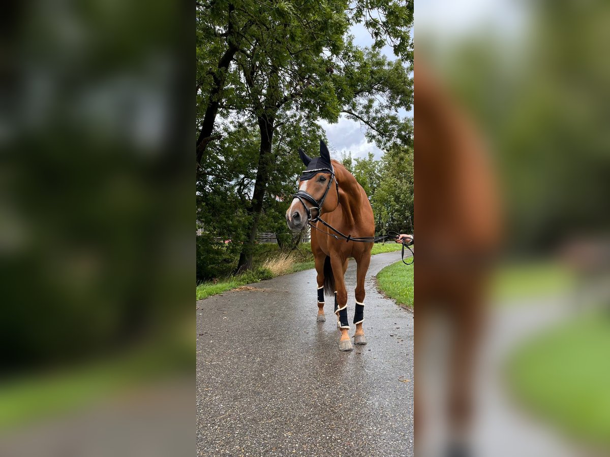 Oldenburg Gelding 10 years 17,1 hh Chestnut-Red in Schweinfurt