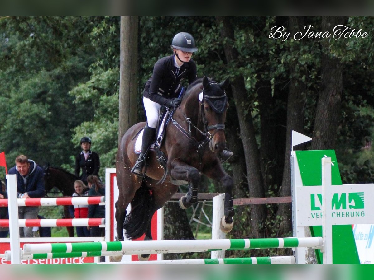 Oldenburg Gelding 11 years 15,2 hh Brown in Fürstenau