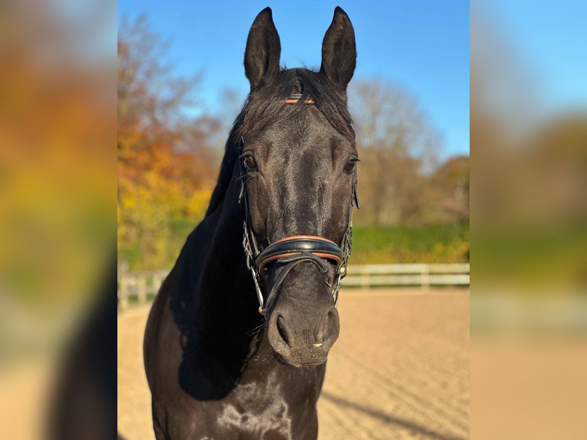 Oldenburg Gelding 11 years 16,1 hh Black in København K