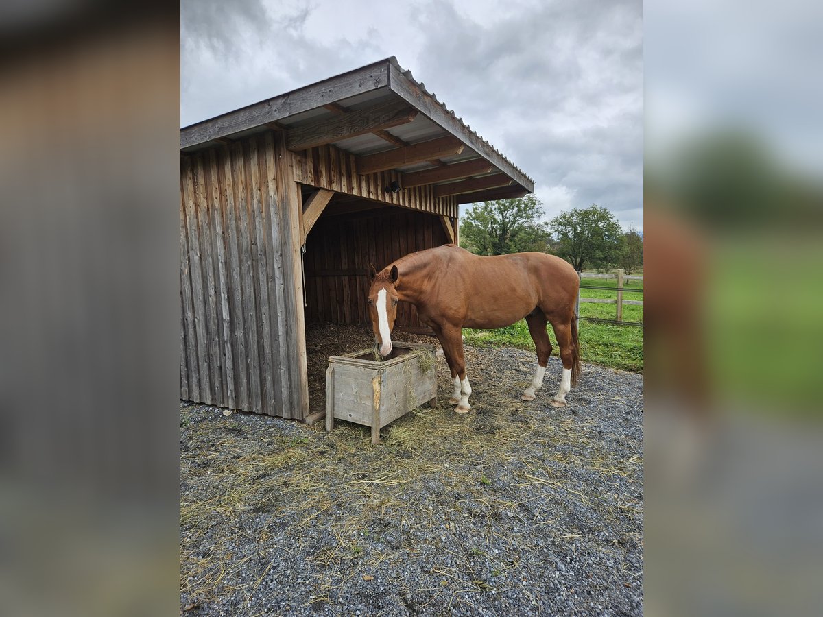 Oldenburg Gelding 11 years 16,1 hh Chestnut-Red in Sennwald