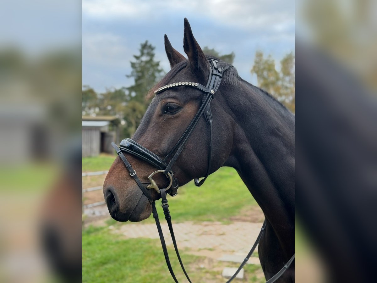 Oldenburg Gelding 11 years 16,1 hh Bay-Dark in Wendorf Oldenburg Gelding 11 years 16,1 hh Bay-Dark in Wendorf