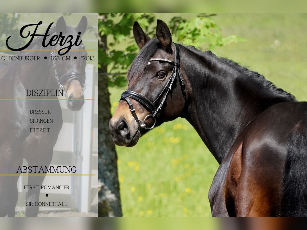 Oldenburg Gelding 11 years 16,1 hh Smoky-Black in Nettersheim