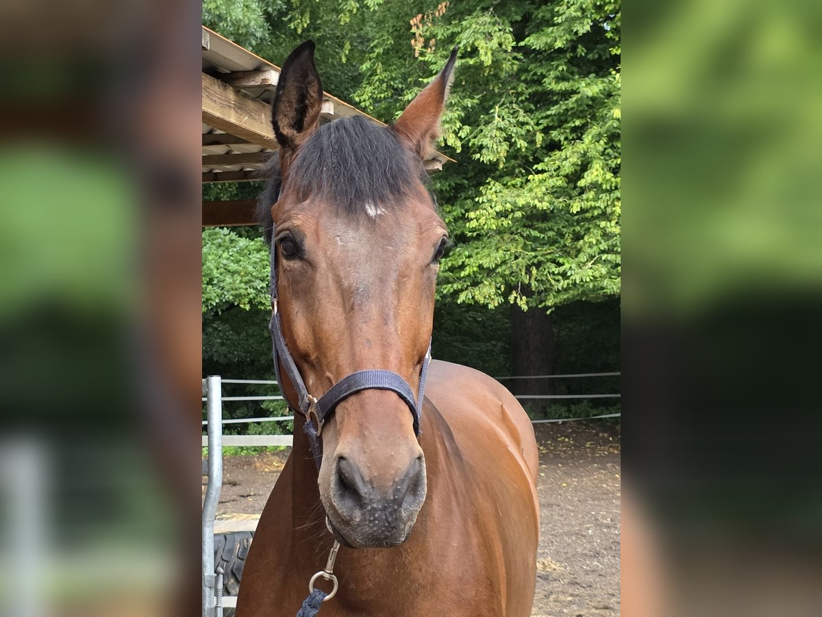 Oldenburg Gelding 11 years 16,2 hh Brown in Braunschweig