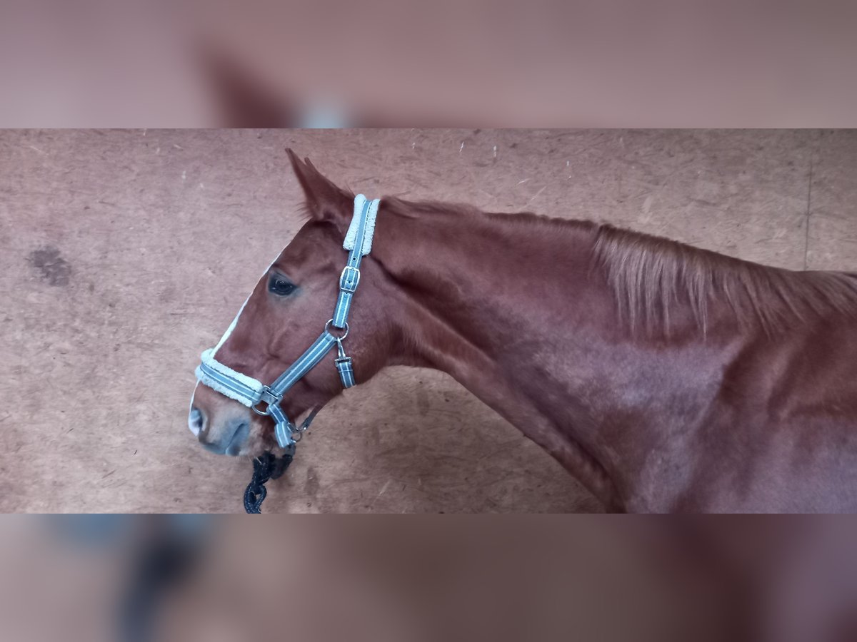 Oldenburg Gelding 11 years 16,2 hh Chestnut-Red in Leonberg