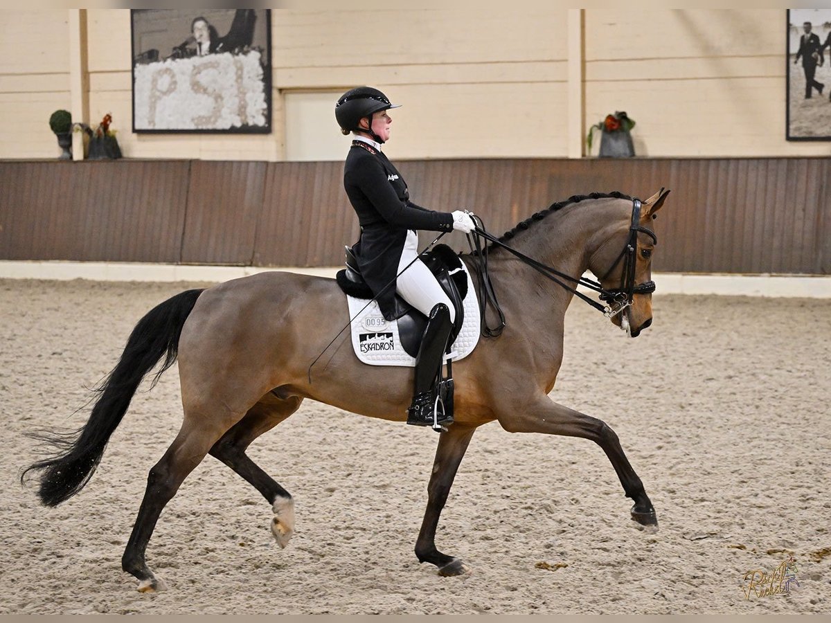 Oldenburg Gelding 11 years 16,3 hh Brown in Borchen
