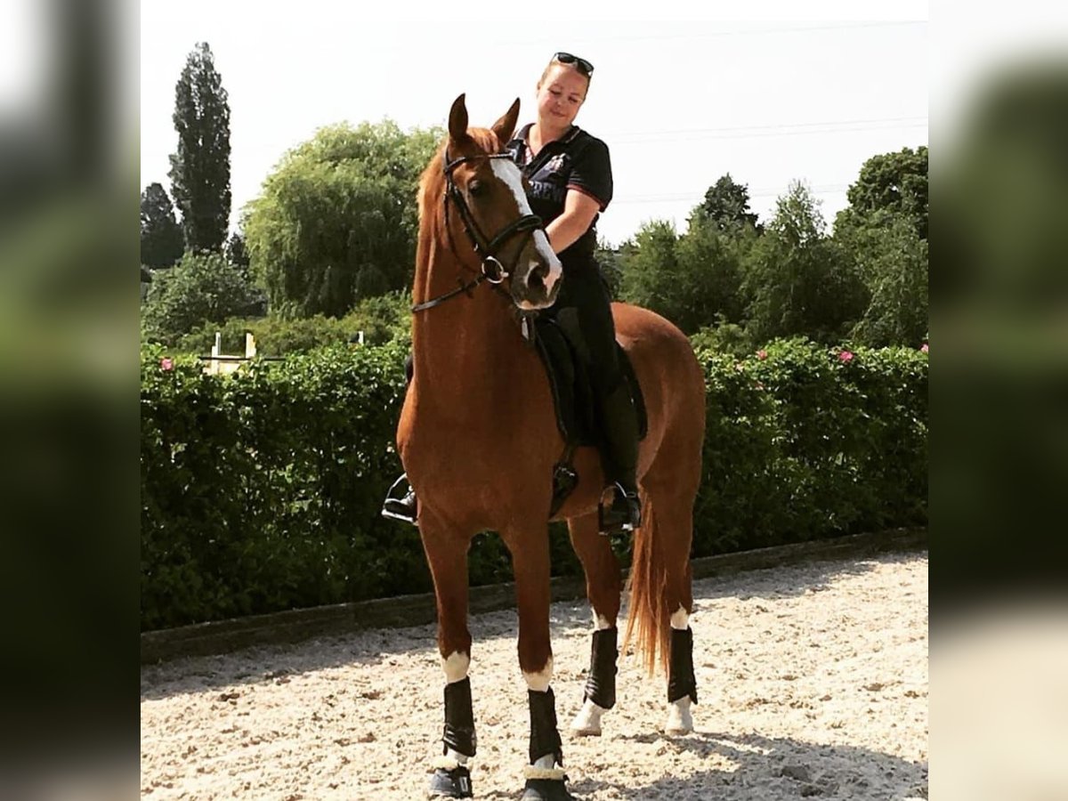 Oldenburg Gelding 11 years 16,3 hh Chestnut-Red in Willich