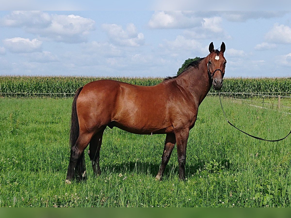 Oldenburg Gelding 11 years 17 hh Brown in Damme