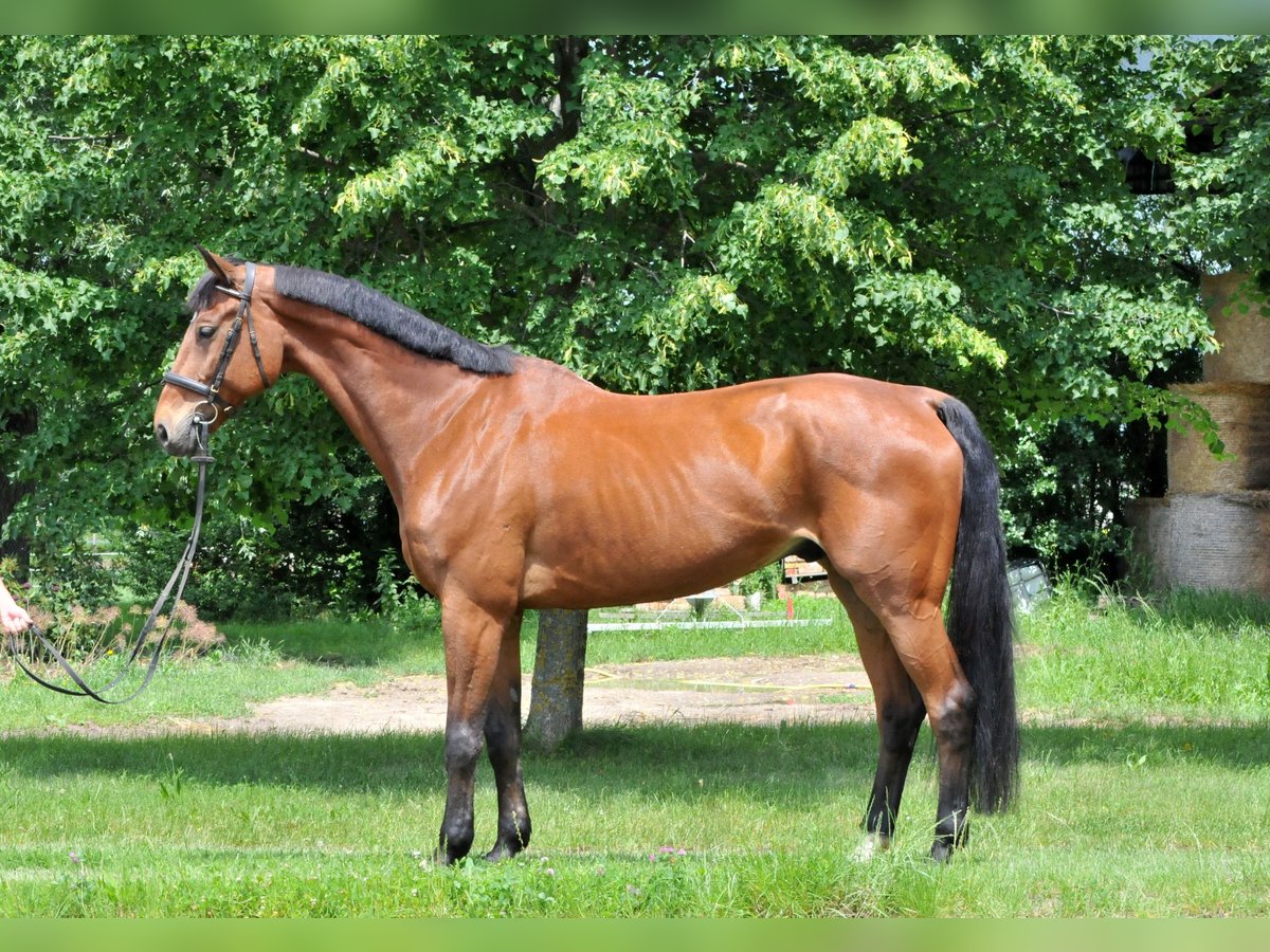 Oldenburg Gelding 11 years 17 hh Brown in Schattendorf