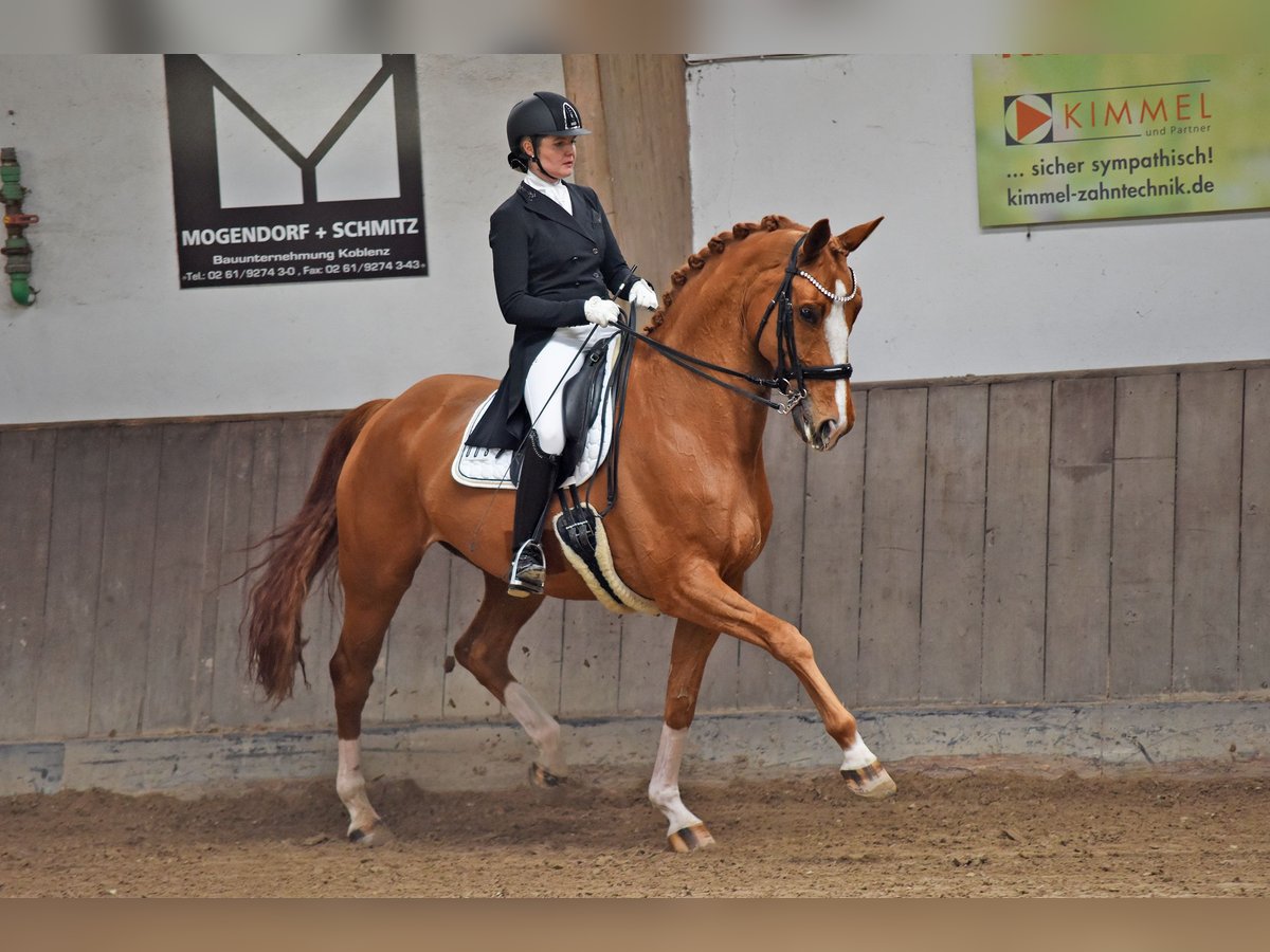 Oldenburg Gelding 11 years 17 hh Chestnut-Red in Bonefeld