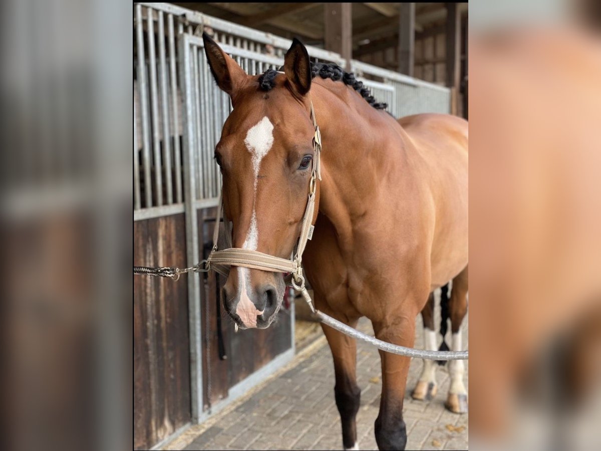 Oldenburg Gelding 12 years 16,1 hh in Gelsenkirchen