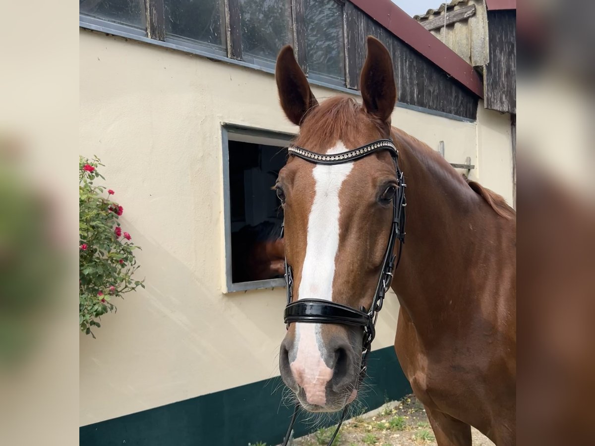 Oldenburg Gelding 12 years 16 hh Chestnut in Bergholz-Rehbr&#xFC;cke