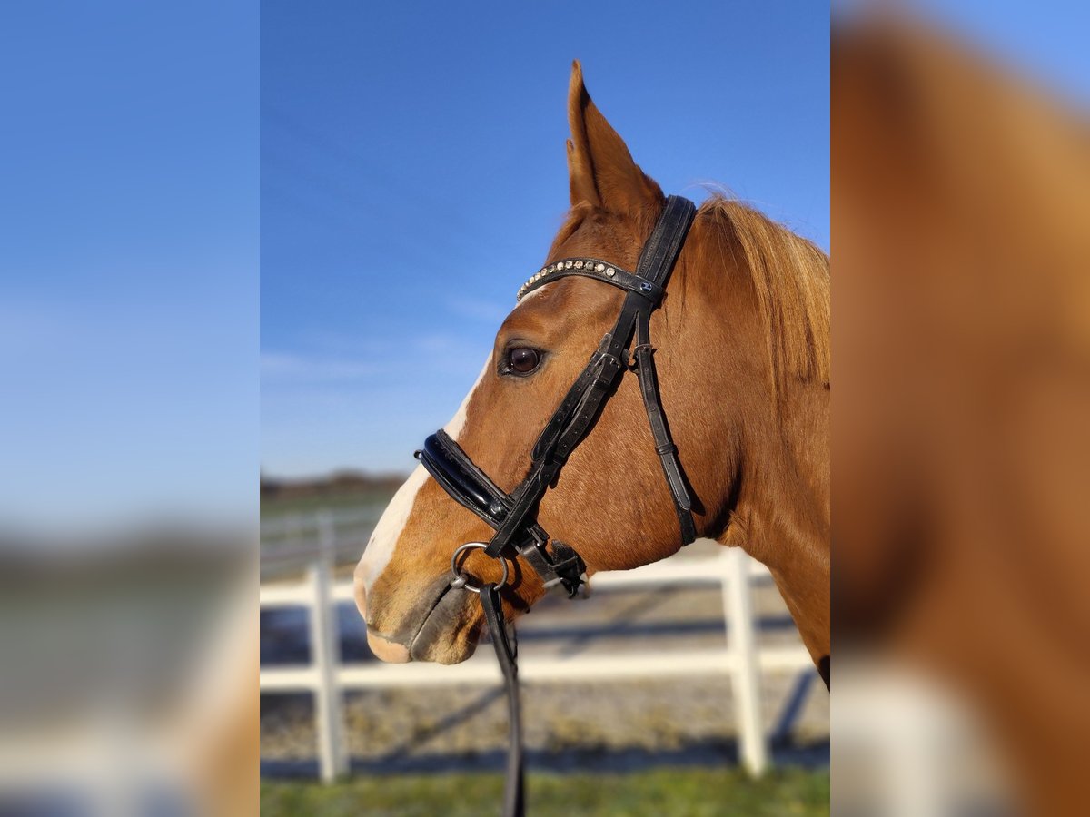 Oldenburg Gelding 12 years 16 hh Chestnut-Red in Bad Laer