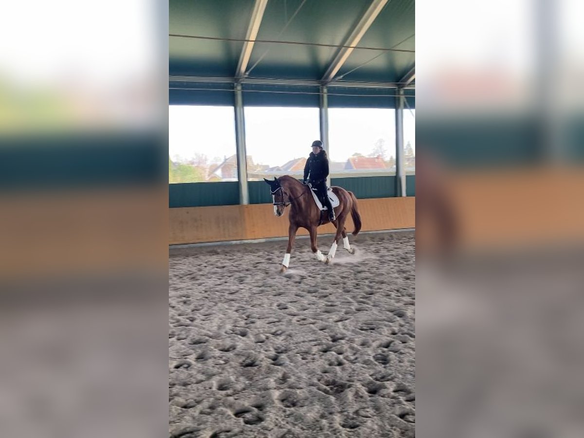 Oldenburg Gelding 12 years 16,2 hh Chestnut-Red in Erftstadt