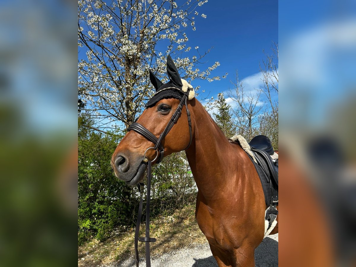 Oldenburg Gelding 12 years 17,1 hh Chestnut-Red in Hilpoltstein