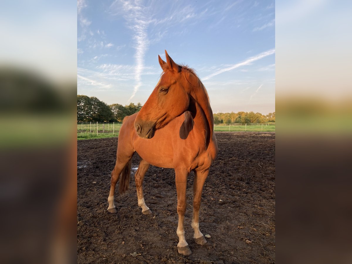 Oldenburg Gelding 12 years 17 hh Chestnut-Red in Rhede