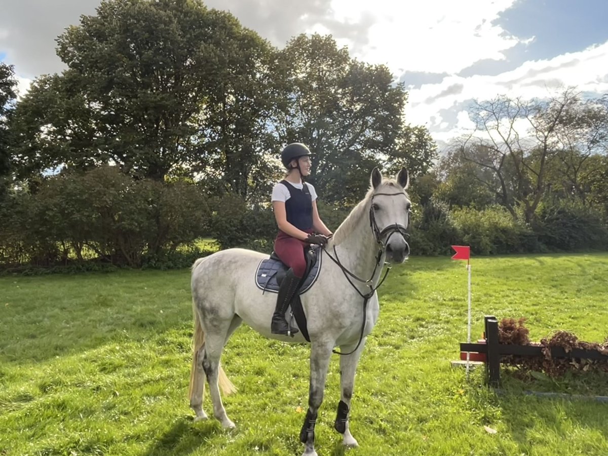 Oldenburg Gelding 12 years 17 hh Gray in Aurich Egels