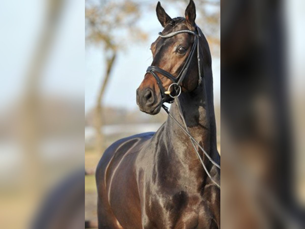 Oldenburg Gelding 12 years 17,1 hh Bay-Dark in Burgdorf