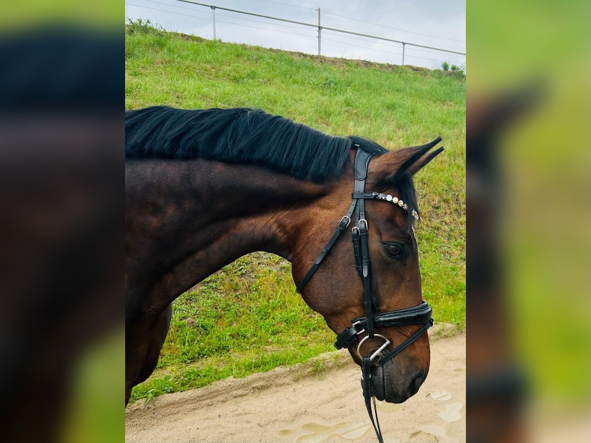 Oldenburg Gelding 12 years 17,1 hh Brown in Velbert