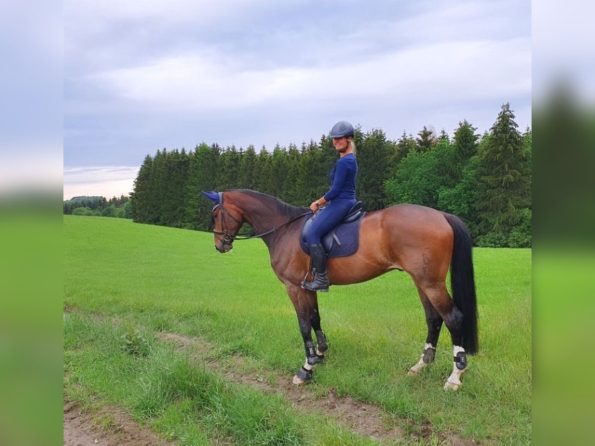Oldenburg Gelding 12 years 18 hh Bay-Dark in Sundern Oldenburg Gelding 12 years 18 hh Bay-Dark in Sundern