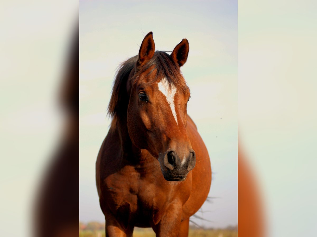 Oldenburg Gelding 13 years 16 hh Brown in Heiligenhafen