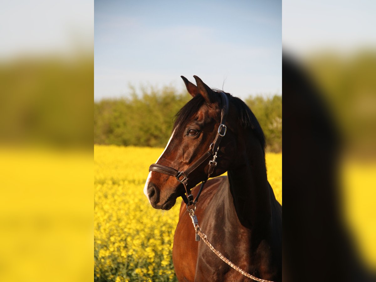 Oldenburg Gelding 13 years 16,1 hh Bay-Dark in L&#xFC;beck
