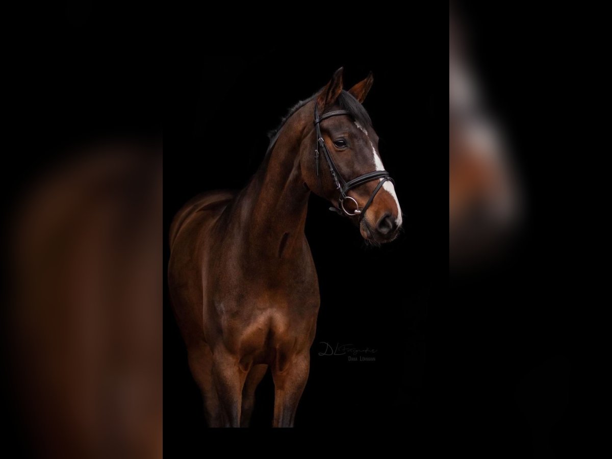 Oldenburg Gelding 13 years 16,2 hh Brown in Oyten