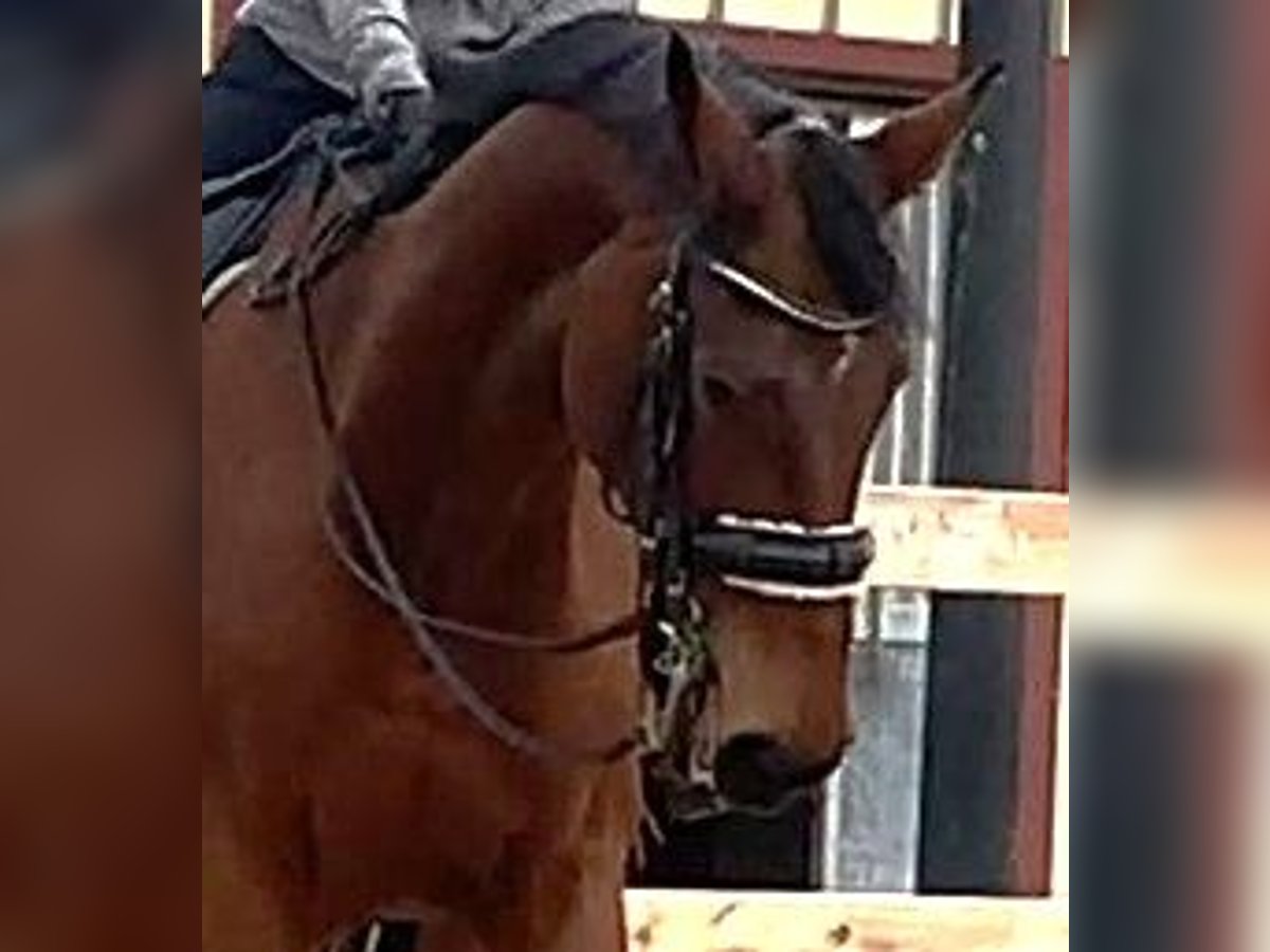 Oldenburg Gelding 13 years 17,1 hh Brown in Roßdorf