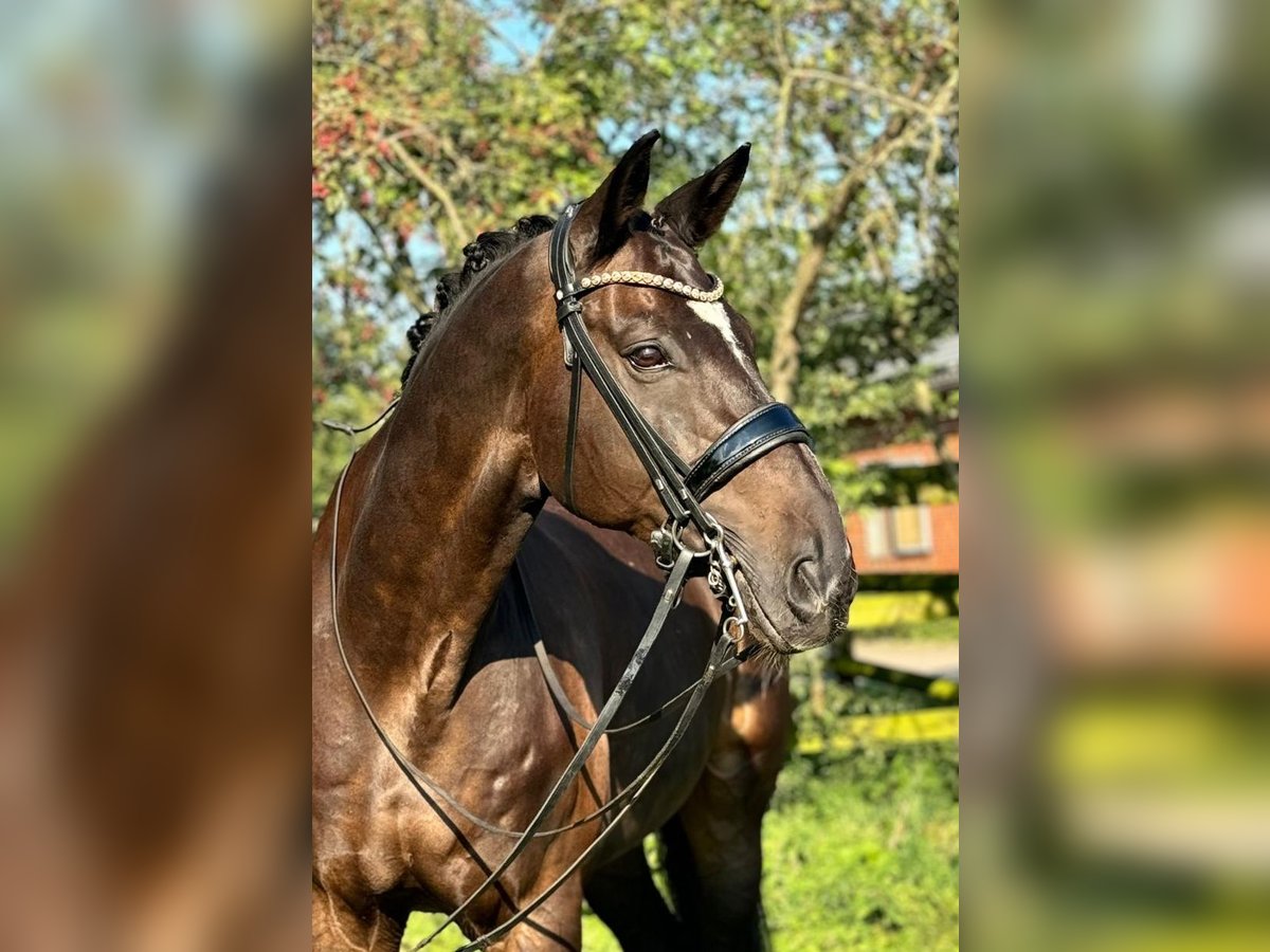 Oldenburg Gelding 13 years 17,2 hh Brown in Lippetal