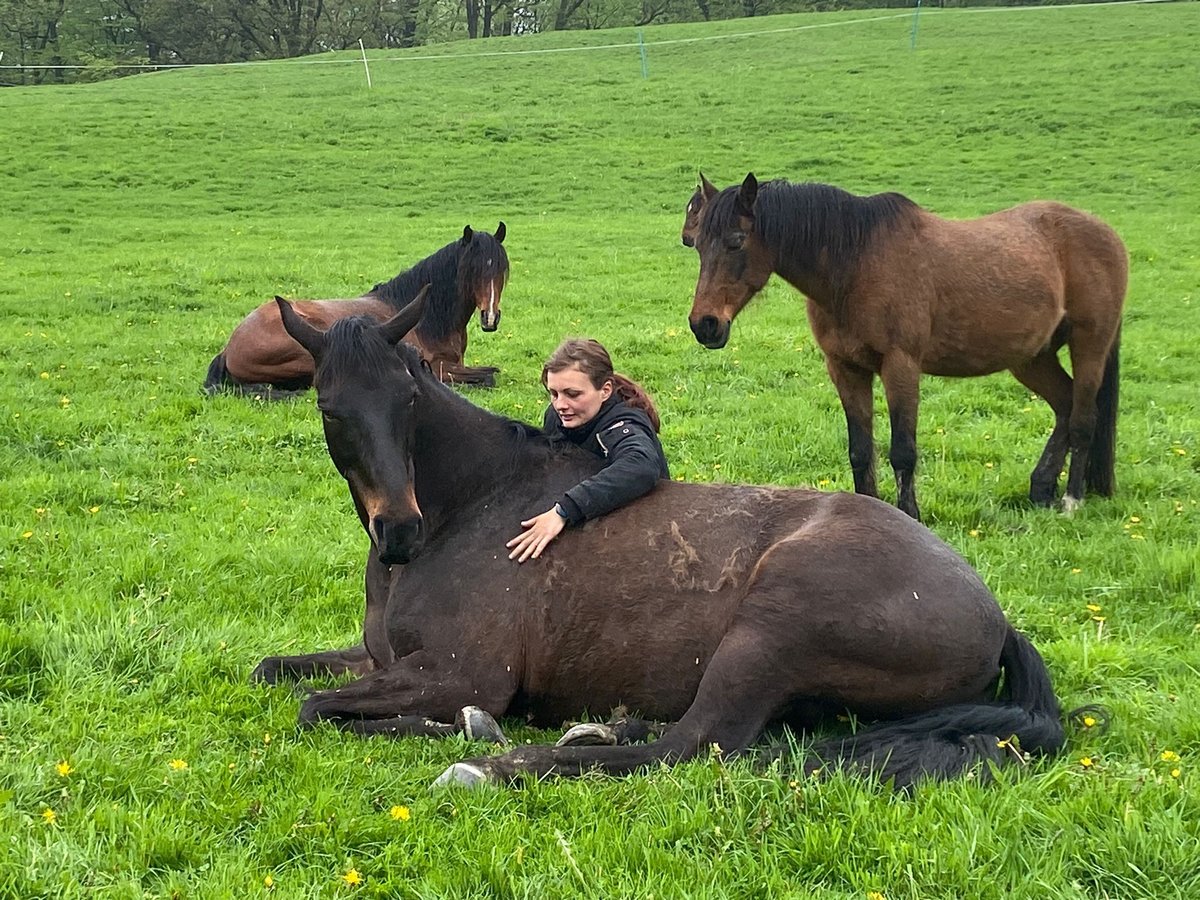 Oldenburg Gelding 13 years 17 hh Bay-Dark in Gummersbach