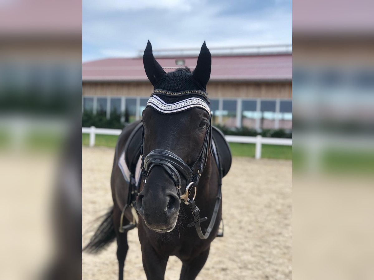 Oldenburg Gelding 13 years 17 hh Black in Kassel