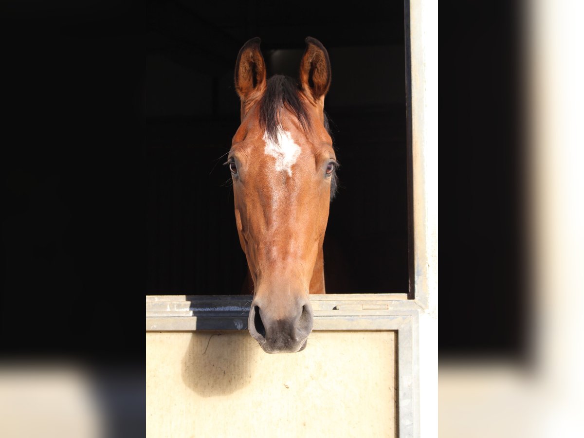 Oldenburg Gelding 13 years 17 hh Brown in Friedrichshafen